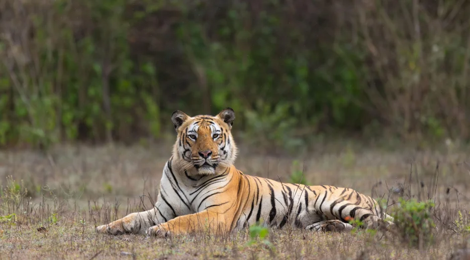 Bandipur safari booking from Bangalore