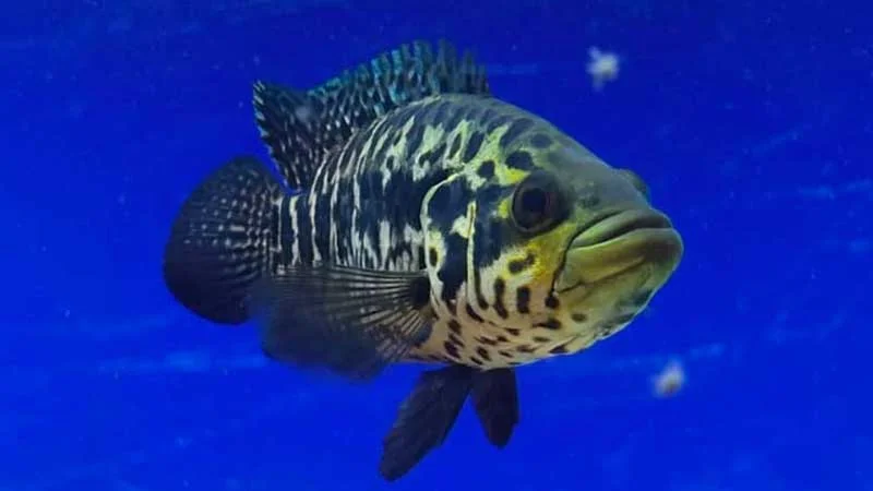 Government Fish Aquarium Bangalore Cubbon Park