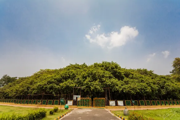 Big Banyan Tree Bangalore