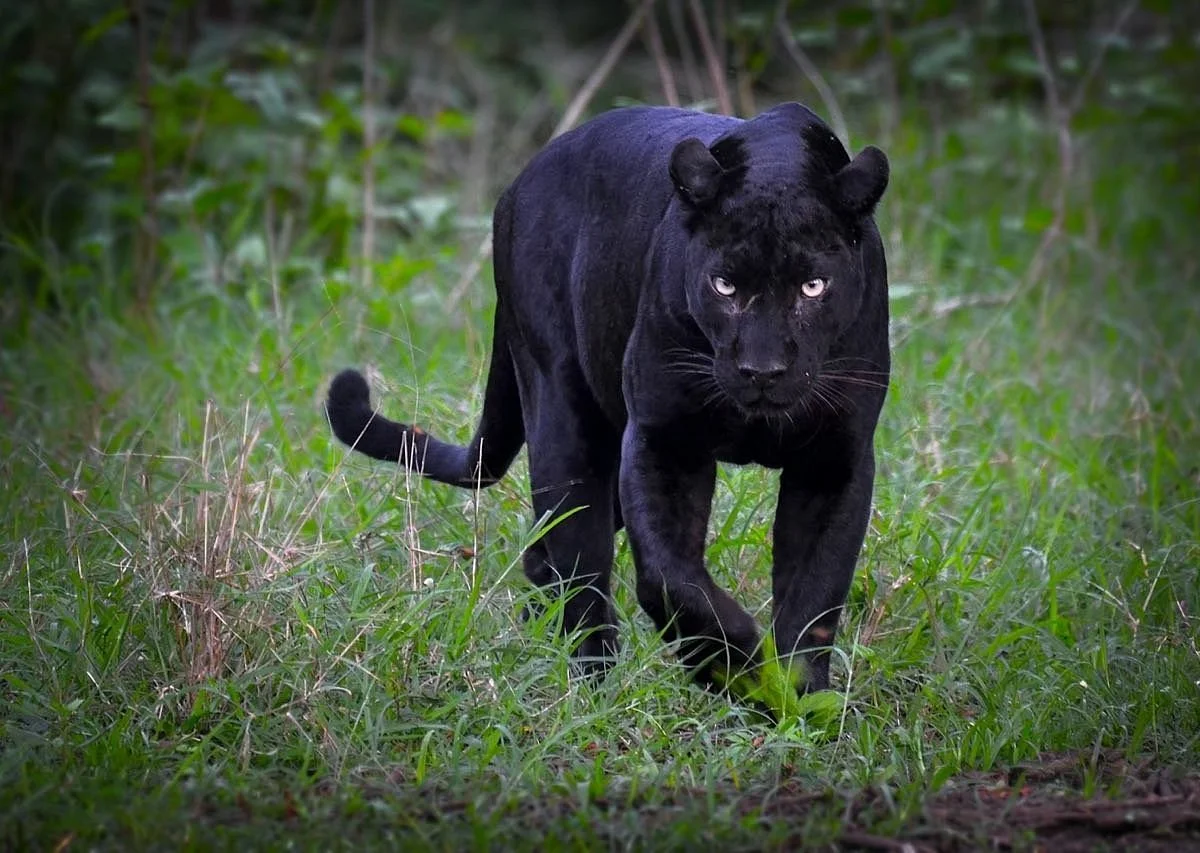 Kabini safari booking from Bangalore cab