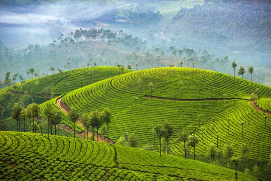 Munnar Tea Gardens Kerala