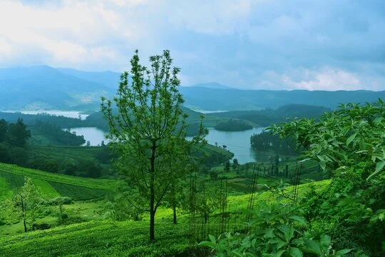 Misty hills and green tea plantations in Wayanad, Kerala — weekend trip from Bangalore