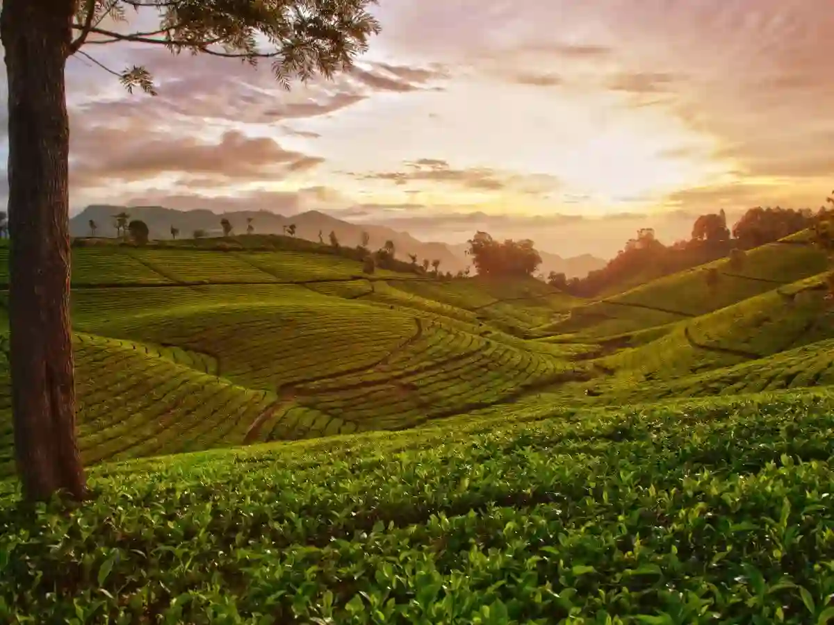 Nilgiri tea estate plantation near Ooty
